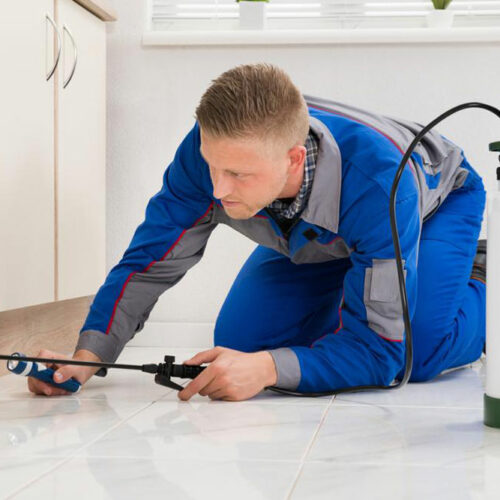 Common DIY home pest control solutions