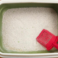 Benefits of using a self-cleaning litter box