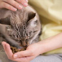 Dry Foods For Cats To Improve Their Health