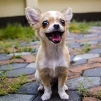 Eight Interesting Facts About Chihuahuas