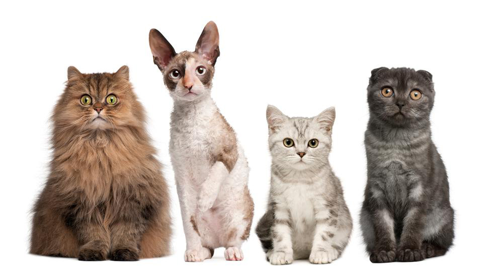 Four cat breeds you must consider bringing home