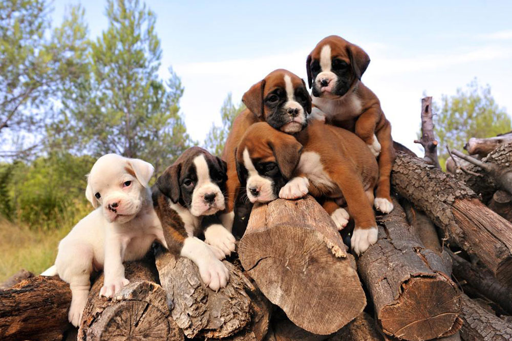 How is pricing done in the case of boxer puppies sale?