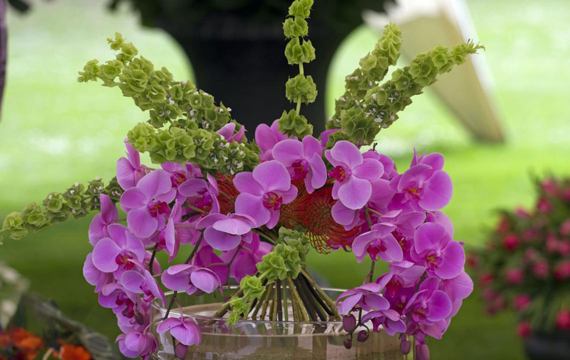 How to get your Moth orchids to rebloom