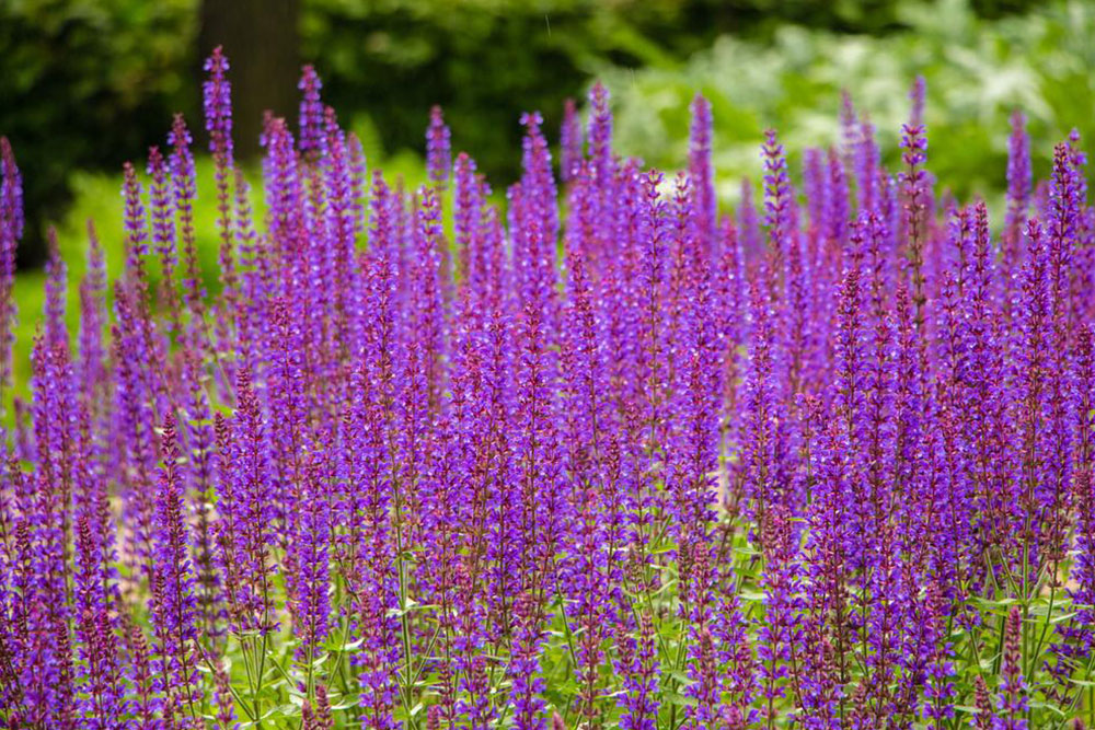 How to grow lavender flower plants