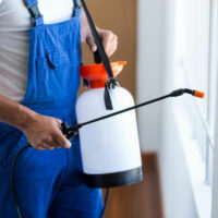 Popular pest control services in the country