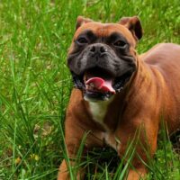 Questions to Ask a Breeder Before Getting a Boxer Pup