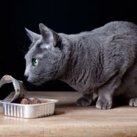 Top Canned Foods for Cats to Choose From