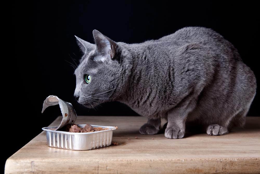 Top Canned Foods for Cats to Choose From