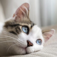 Three cat myths busted