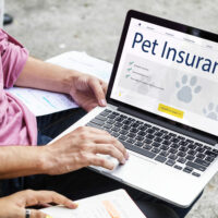 4 Best Pet Insurance Companies in the US