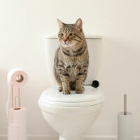 5 helpful tips to toilet train your cat