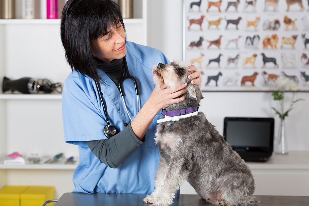 5 popular oral flea and tick treatments for dogs