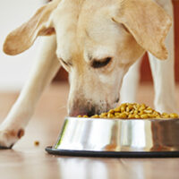 5 tips to choose the right dog food