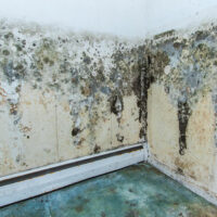 Best mold water damage service providers in the country