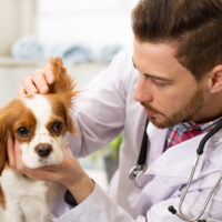 Everything You Need To Know About Allergies In Dogs