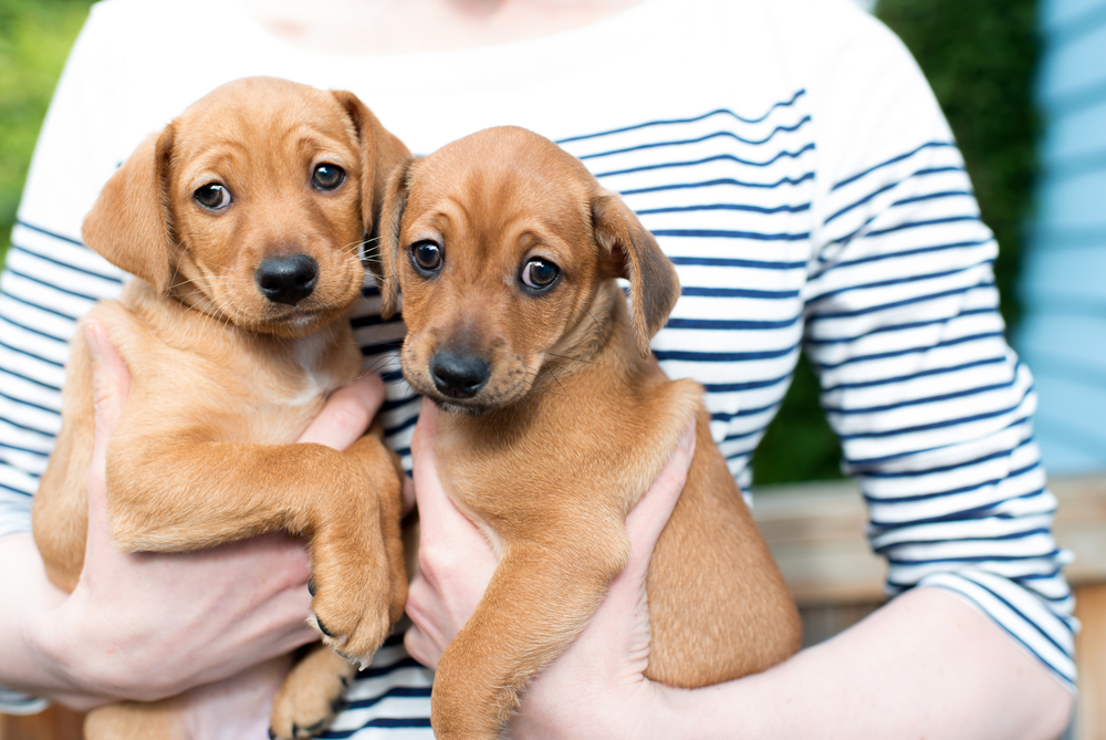 What To Do When Visiting A Center To Adopt Dogs