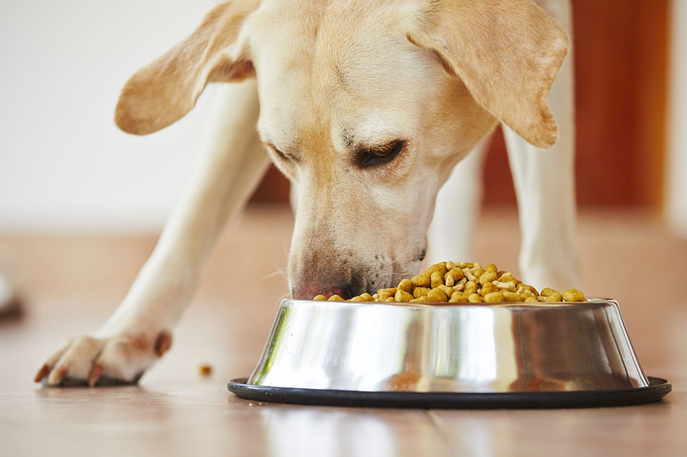 Top 4 ingredients to look for in dog foods