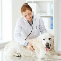 Tips on choosing the right pet insurance for your fur baby