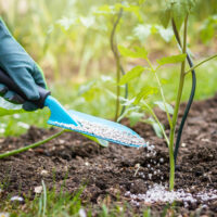 Tomato Fertilizers &#8211; Uses, Benefits, and Costs