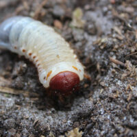 7 Ways to Get Rid of Lawn Grubs Naturally