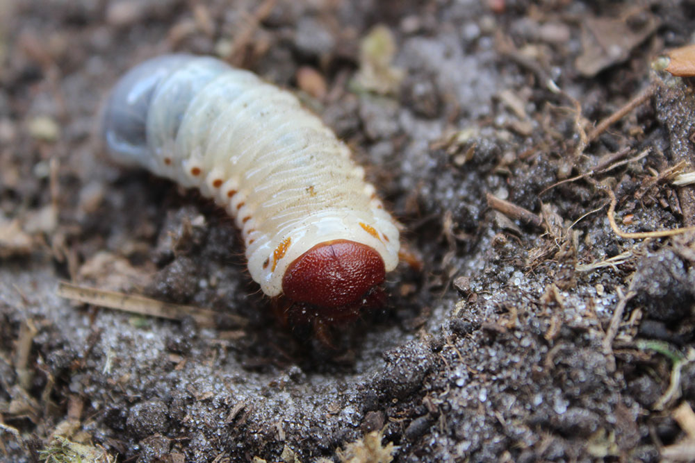 7 Ways to Get Rid of Lawn Grubs Naturally