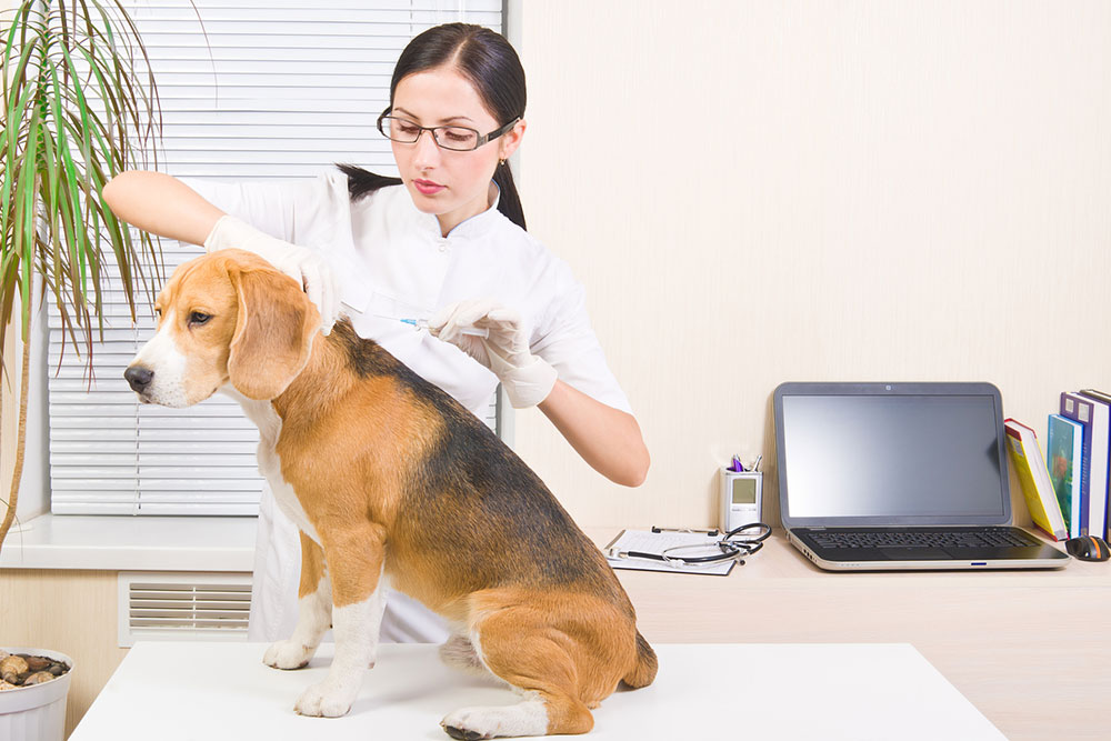 Dog Microchipping Benefits and Top Picks