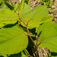 4 Ways to Permanently Get Rid of Knotweed